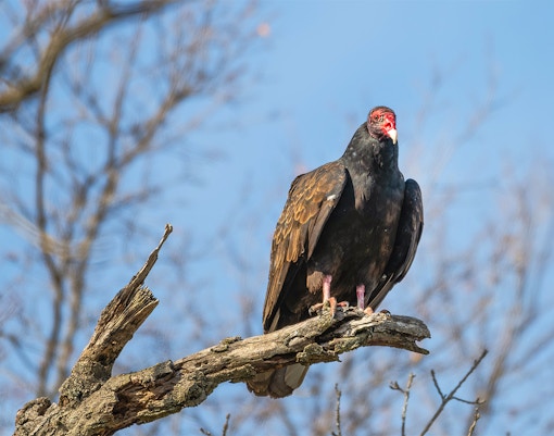 Turkey Vulture perched on a tree branch against a clear blue sky.