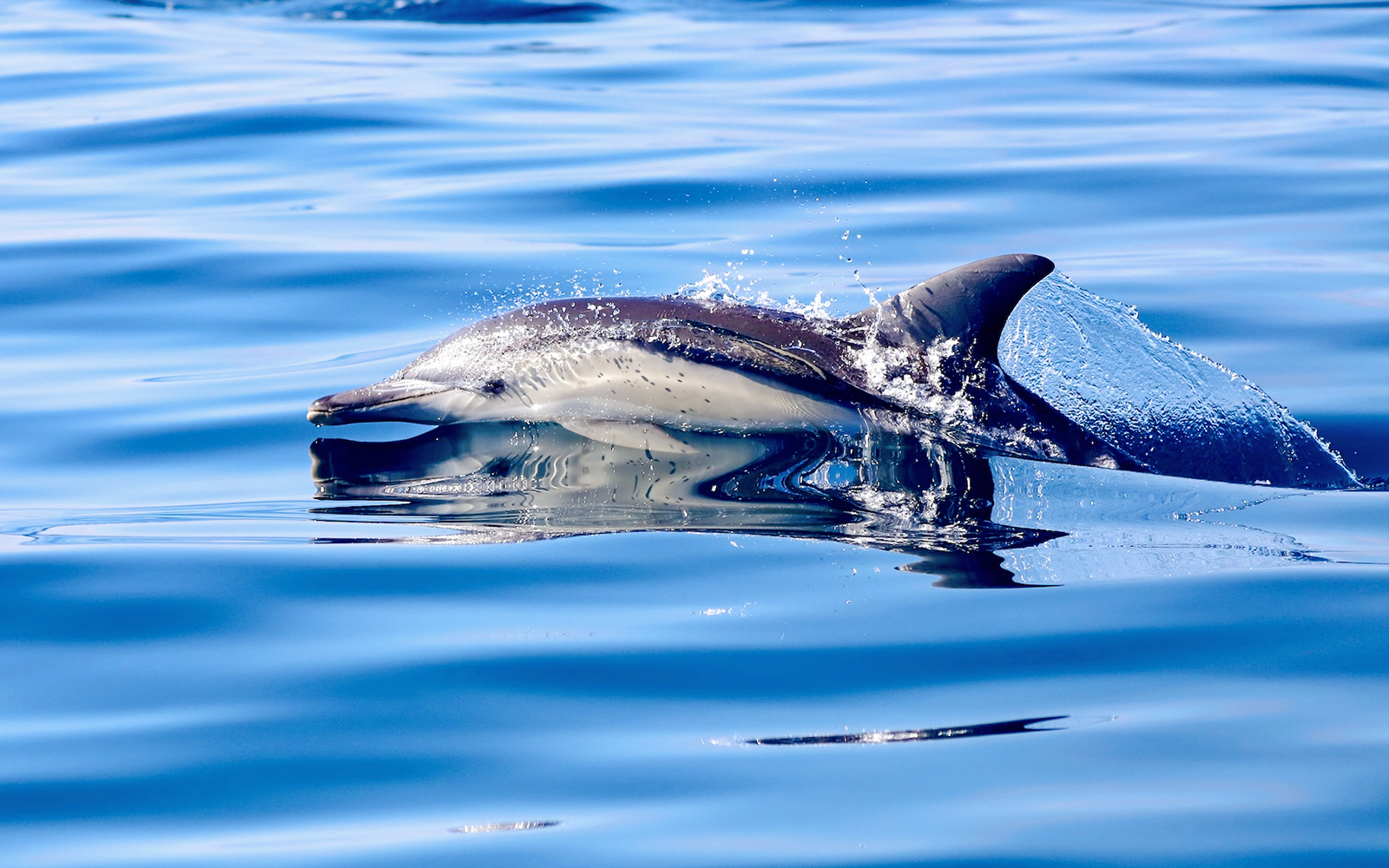 Dolphin swimming in Lake Macquarie, Australia.