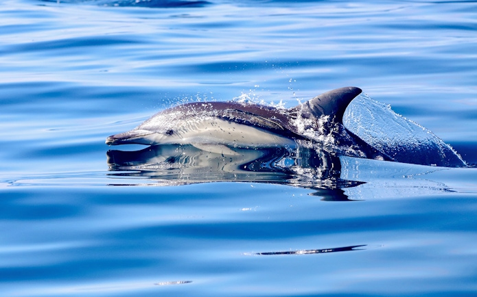 Dolphin swimming in Lake Macquarie, Australia.