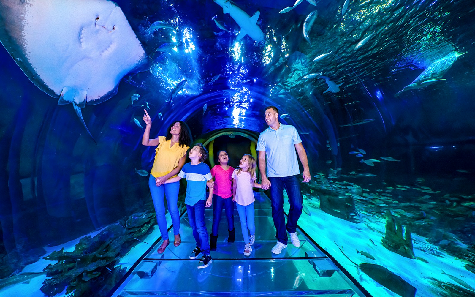 Underwater view of diverse marine life at Sea Life Orlando Aquarium, Florida