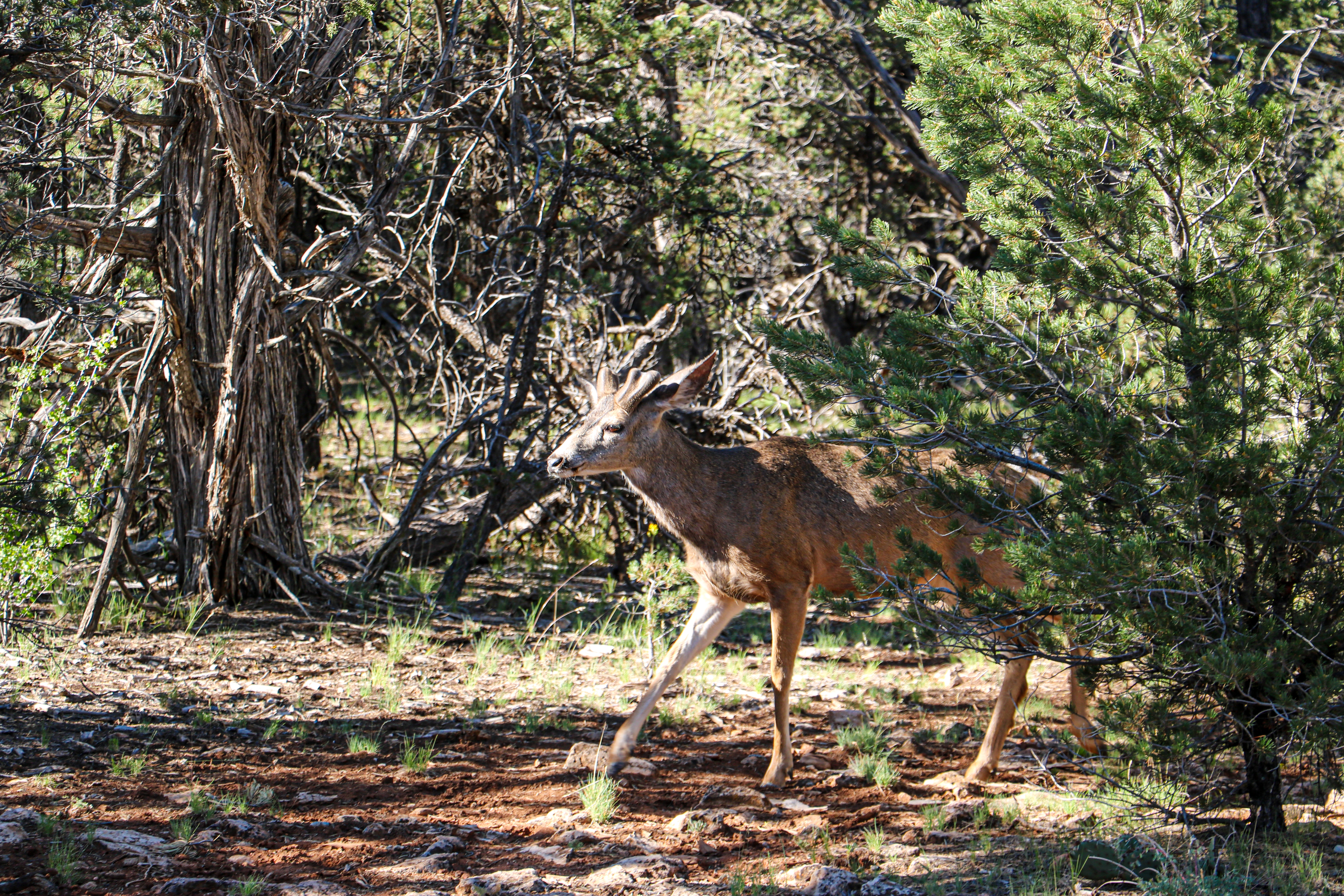 deer grazing