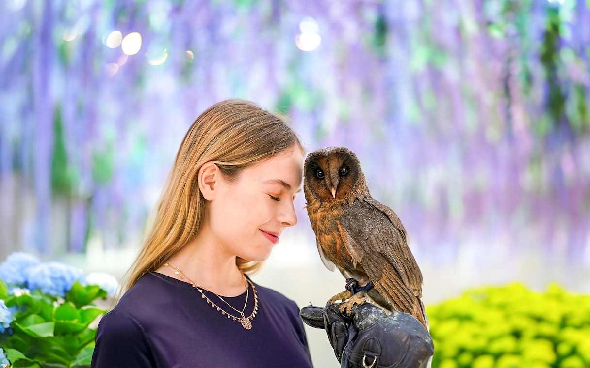 Visitor with owl on gloved hand at Gapyeong Begonia Bird Park.