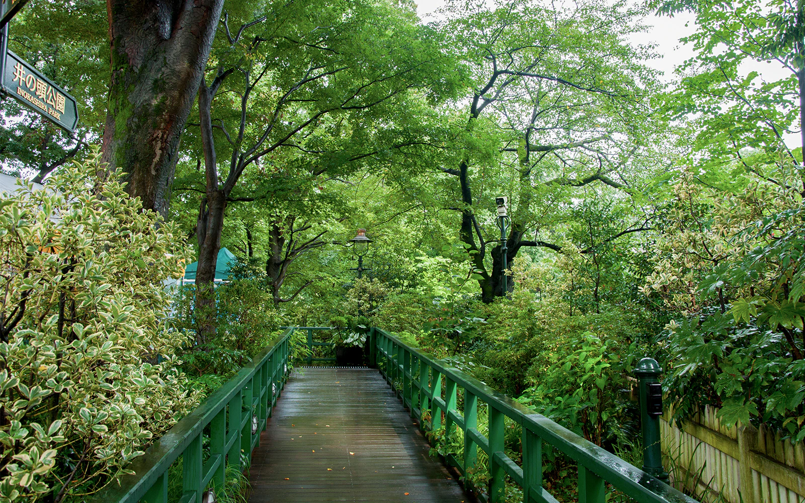 Pathway through lush greenery at Inokashira Park near Studio Ghibli Museum, Tokyo.