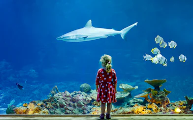 Girl observing a shark at Aquarium de Paris.