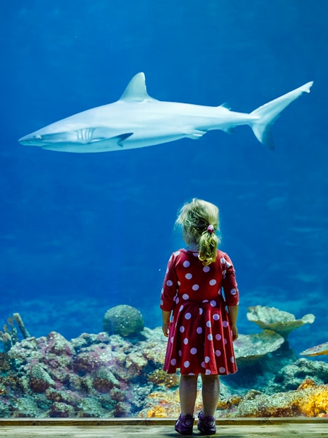 Girl observing a shark at Aquarium de Paris.