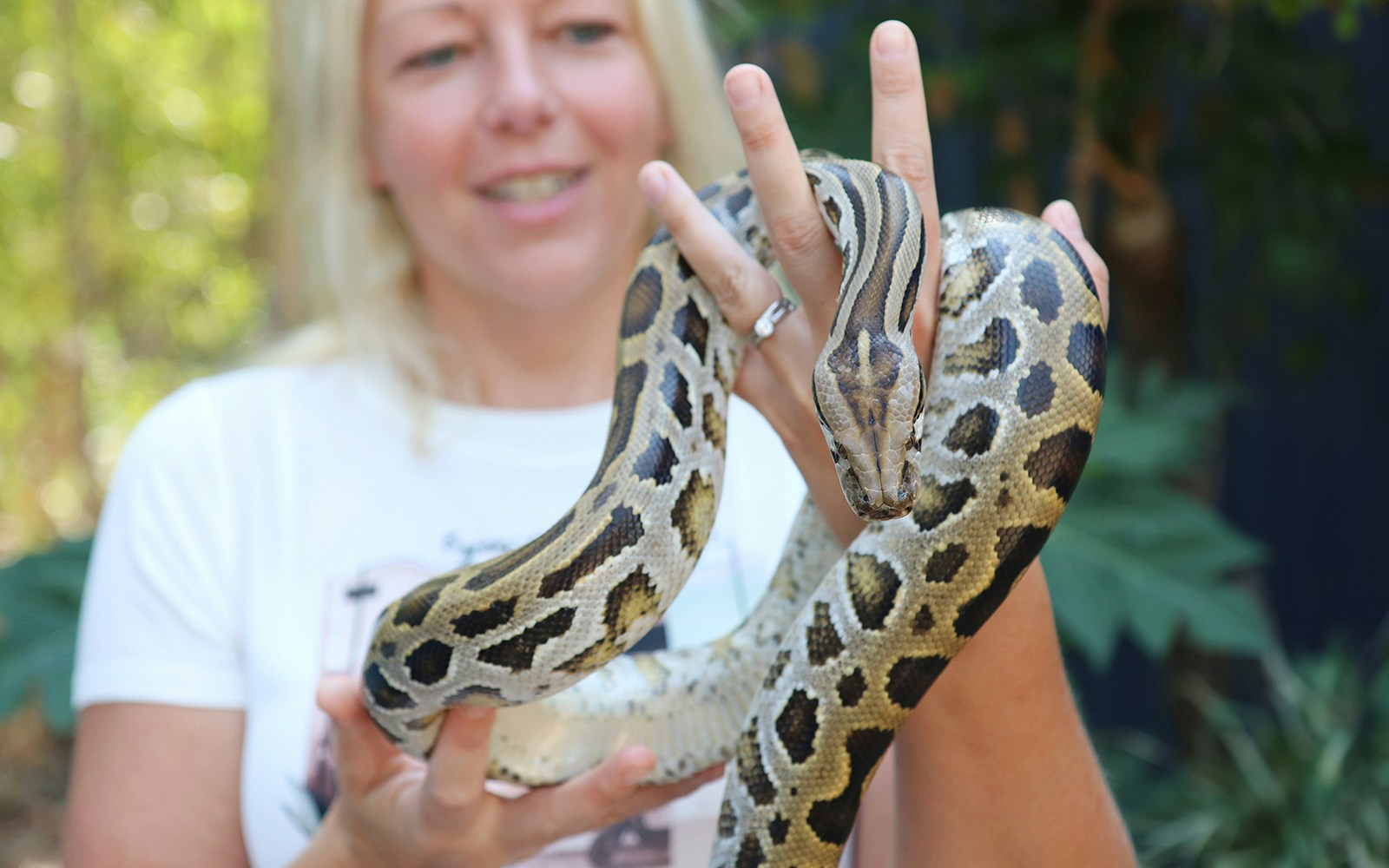 Person holding a python at Kuranda Koala Gardens in Australia.