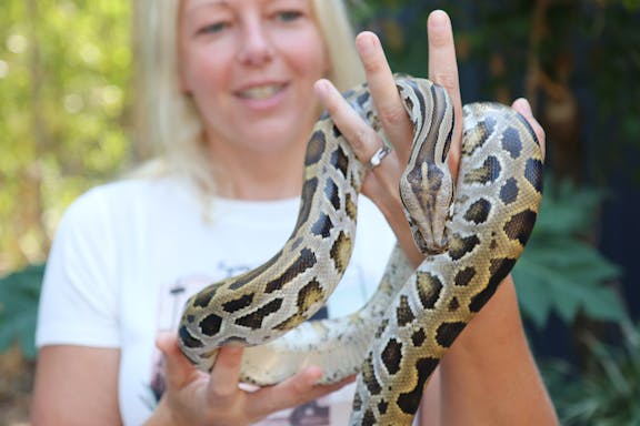 friends in the rainforest package: tickets to kuranda koala gardens and birdworld kuranda-8