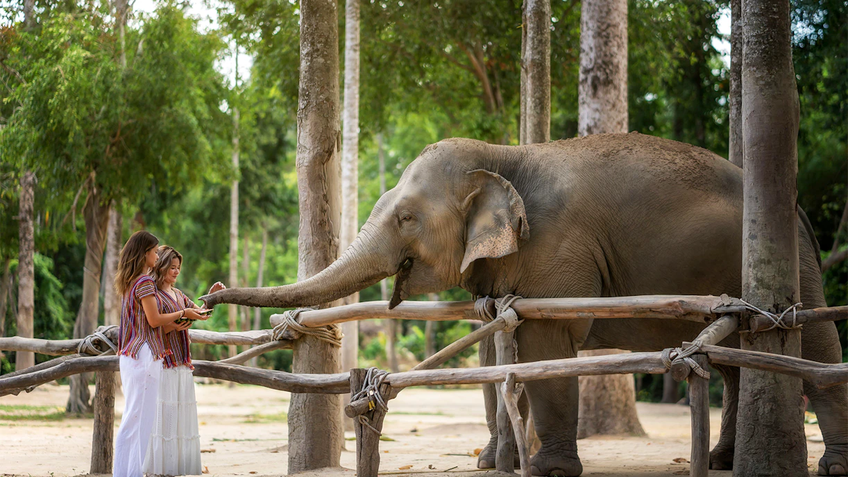 Visitors feeding an elephant at Elephant Jungle Sanctuary Samui.