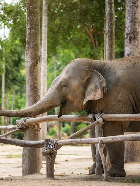 Visitors feeding an elephant at Elephant Jungle Sanctuary Samui.