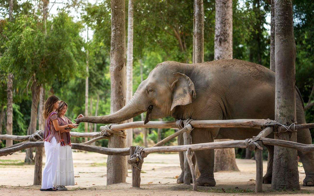 Visitors feeding an elephant at Elephant Jungle Sanctuary Samui.