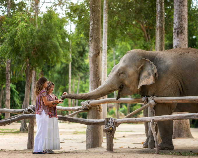 Koh Samui Elephant Sanctuary: Feed, Shower and Mud Spa Guided Tours with Optional Hotel Transfers
