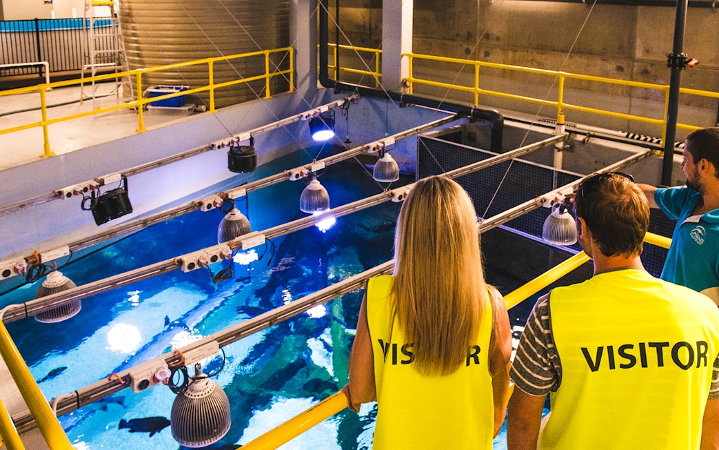Visitors observing the aquarium tank from above at Cairns Aquarium by Twilight.