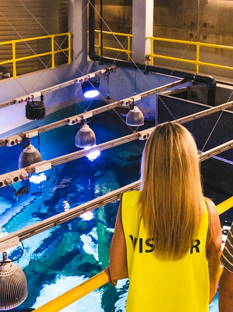 Visitors observing the aquarium tank from above at Cairns Aquarium by Twilight.