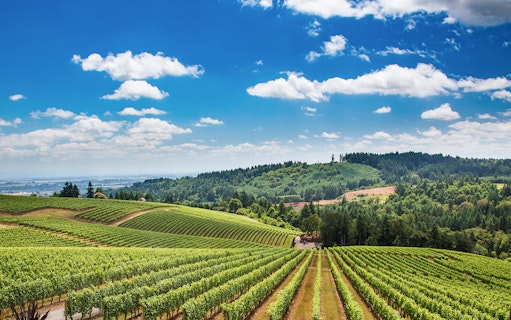Vineyard landscape in Tuscany with rolling hills and lush greenery.