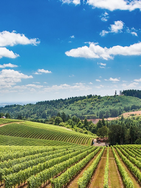 Vineyard landscape in Tuscany with rolling hills and lush greenery.