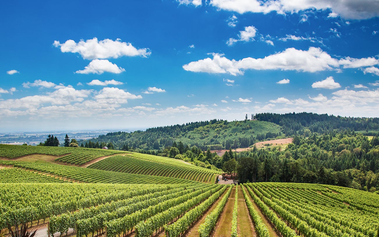 Vineyard landscape in Tuscany with rolling hills and lush greenery.