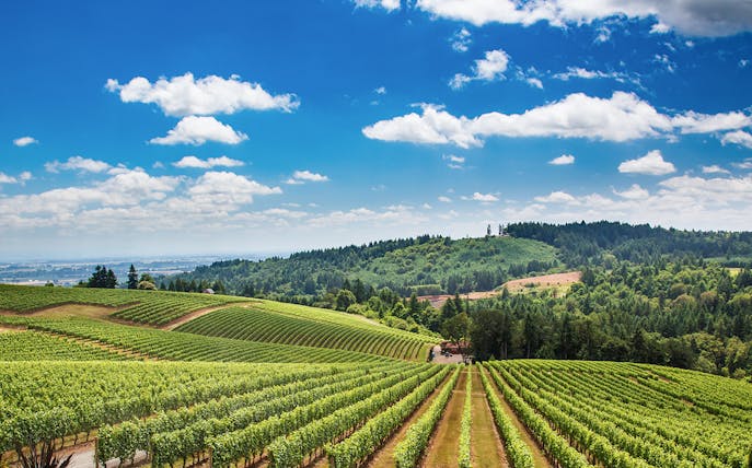 Vineyard landscape in Tuscany with rolling hills and lush greenery.