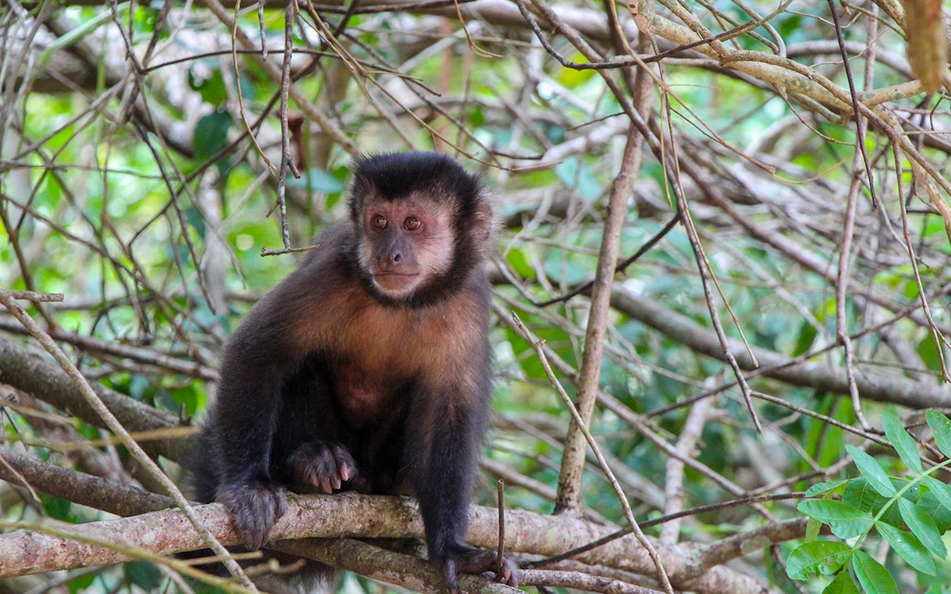 Capuchin monkey sitting on a branch at Iguazu Falls.