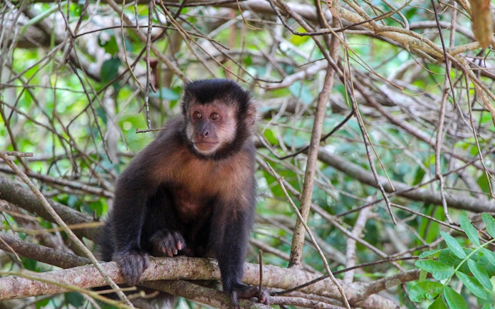 Capuchin monkey sitting on a branch at Iguazu Falls.