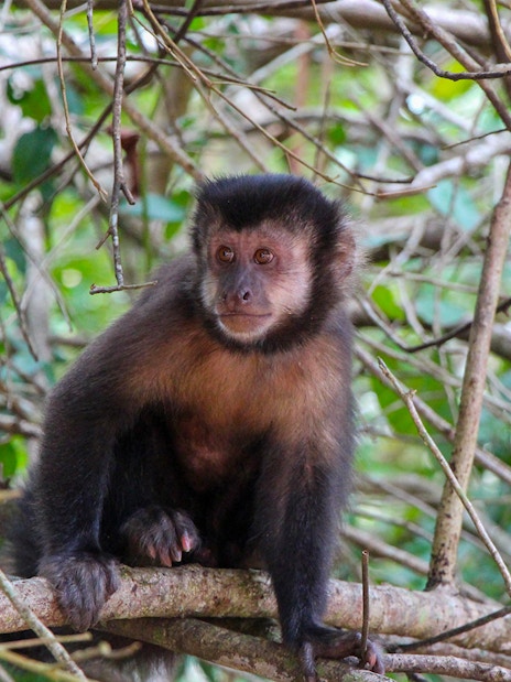Capuchin monkey sitting on a branch at Iguazu Falls.