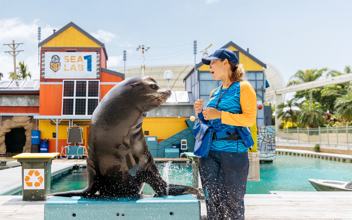 Seal interacting with trainer during Seal Guardians presentation at Sea World.