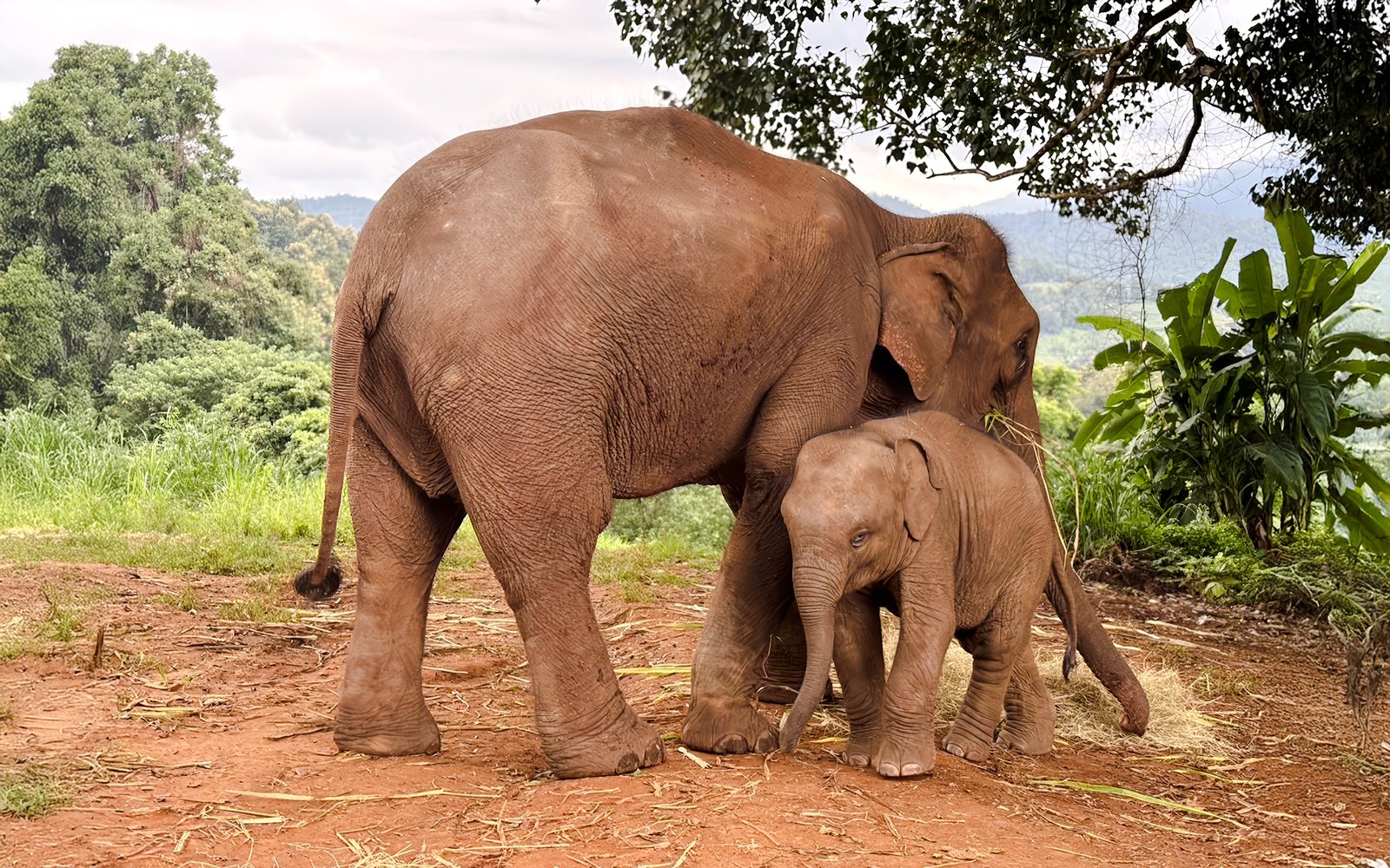 Baby elephant playing with mother at Chiang Mai Elephant Sanctuary.
