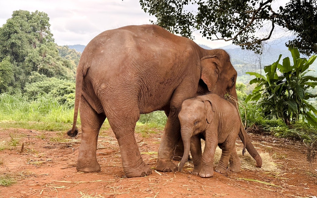 Baby elephant playing with mother at Chiang Mai Elephant Sanctuary.