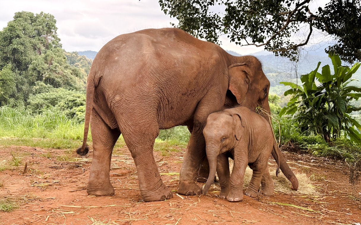 Baby elephant playing with mother at Chiang Mai Elephant Sanctuary.