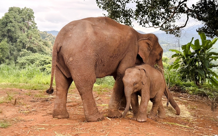 Baby elephant playing with mother at Chiang Mai Elephant Sanctuary.