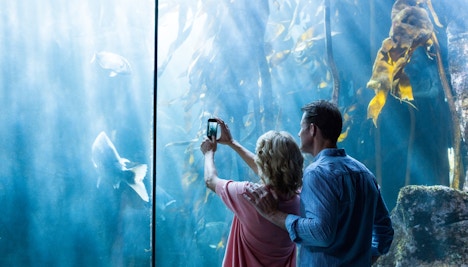 Valentine's Day in Orlando - Visit an Aquarium