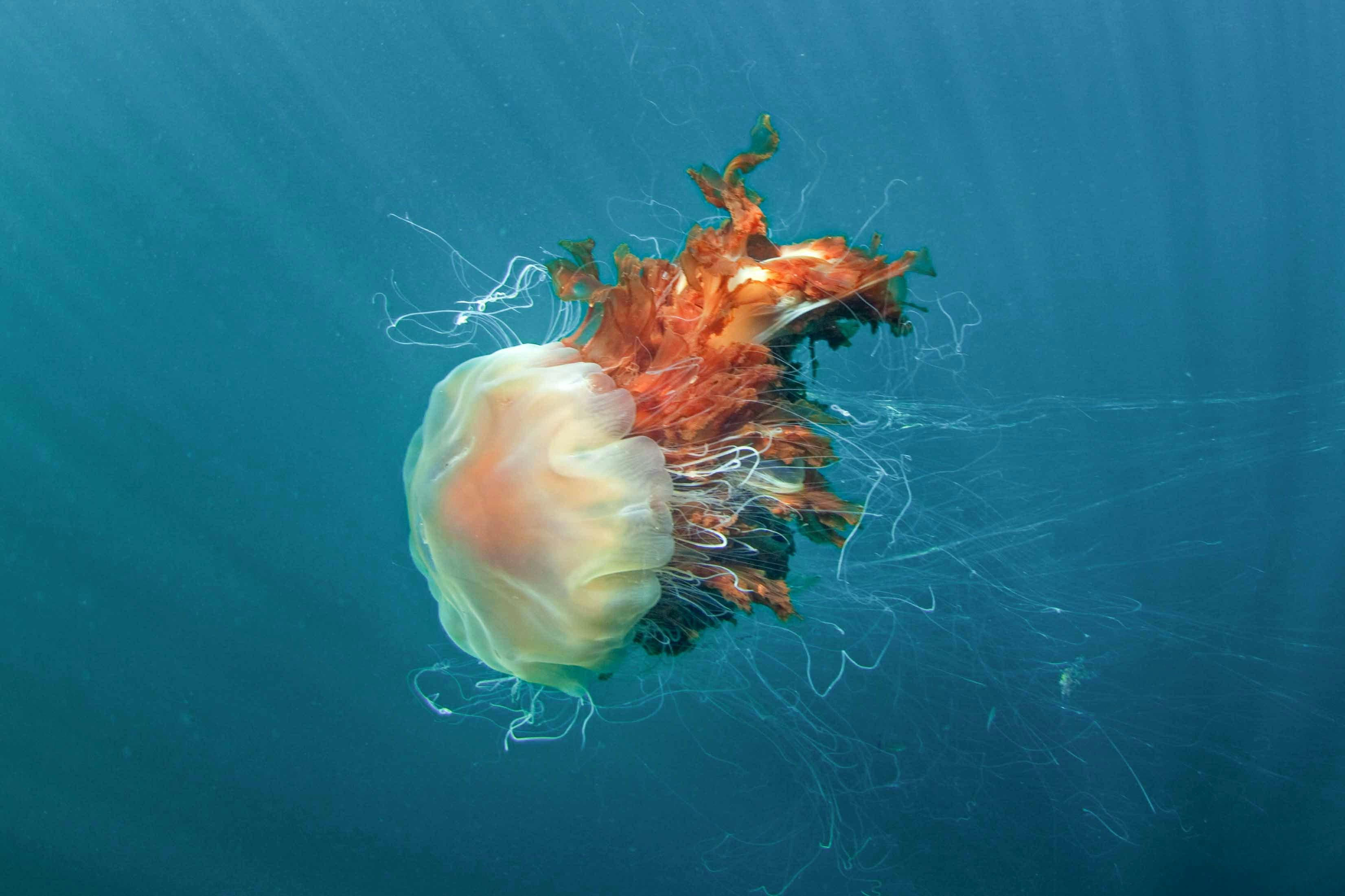 Acuario del Pacífico