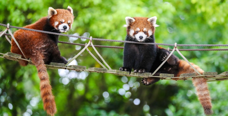 Shanghai Wild Animal Park