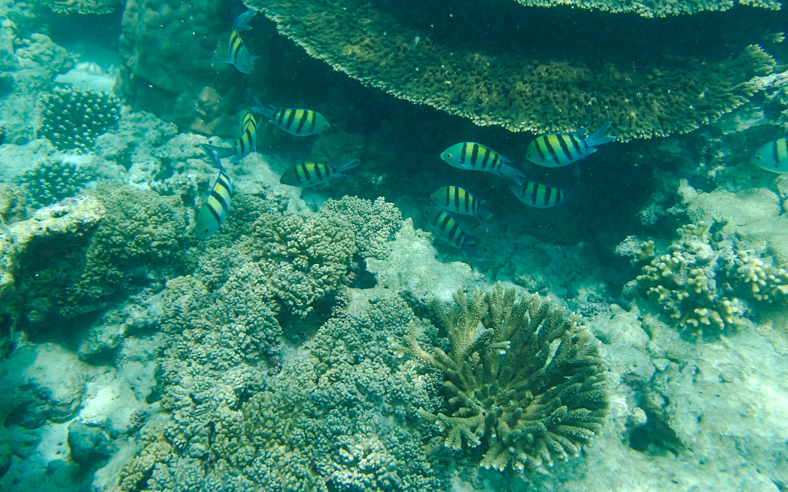 From Muscat: Daymaniyat Islands Snorkeling Tour Image 8