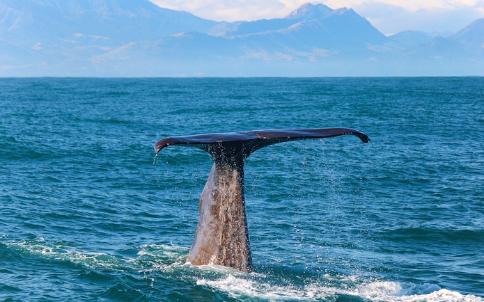 Whale tail emerging from ocean during Kaikoura cruise, New Zealand.