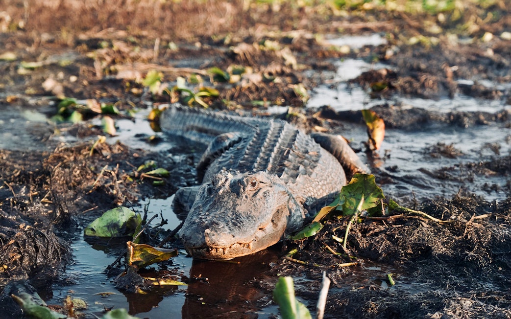 Alligator in wetland during Boggy Creek Airboat Tour, Orlando.