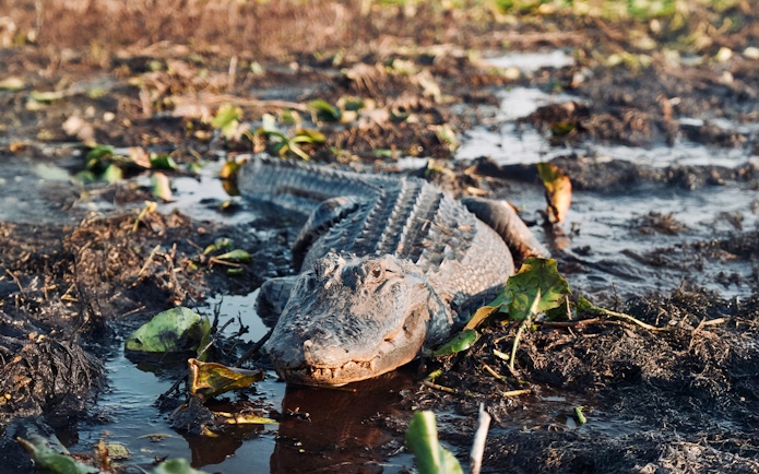 Alligator in wetland during Boggy Creek Airboat Tour, Orlando.