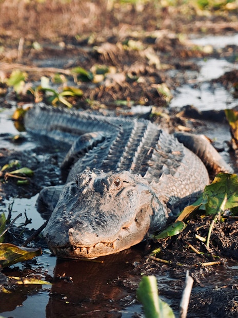Alligator in wetland during Boggy Creek Airboat Tour, Orlando.