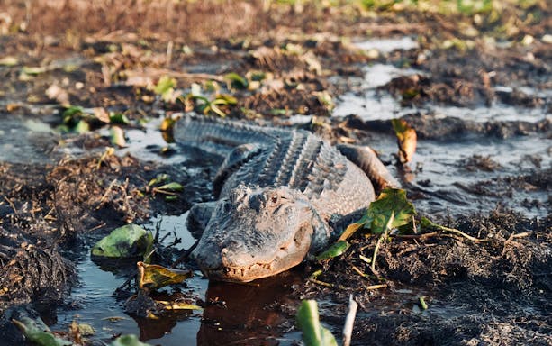 Alligator in wetland during Boggy Creek Airboat Tour, Orlando.