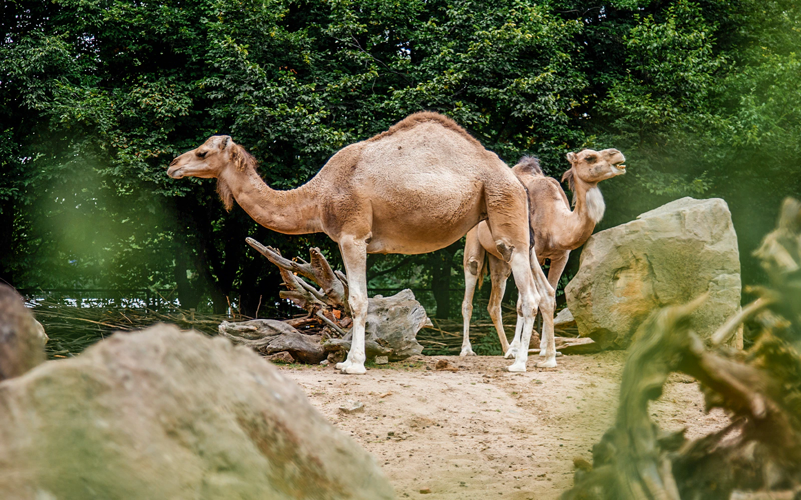 Dromedary camels standing in a zoo enclosure with trees and rocks.
