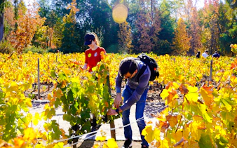 Visitors exploring vineyards at Concha y Toro Winery, Santiago.