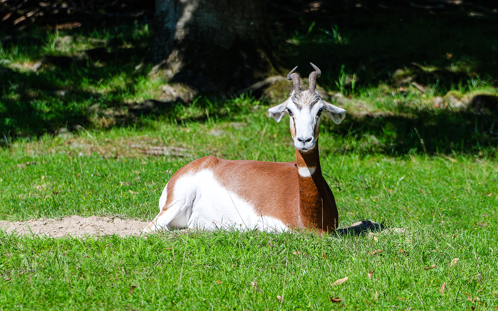 Dama gazelle resting on grass at Bioparc Valencia.
