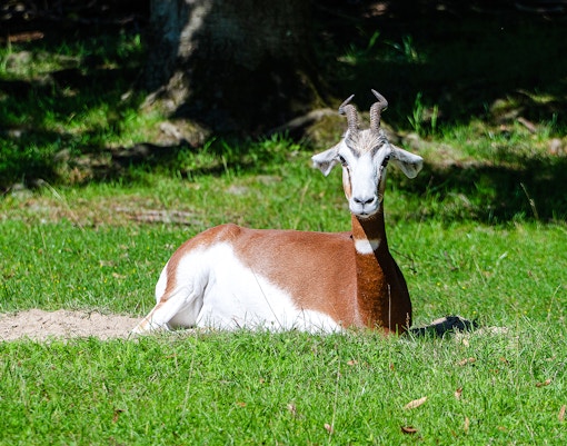 Dama gazelle resting on grass at Bioparc Valencia.