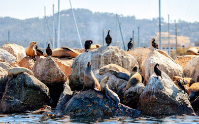 Sea lions and birds resting on rocks by the water in California.