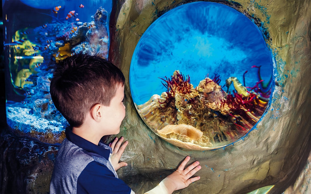 Child observing marine life through aquarium window at SEA LIFE London.
