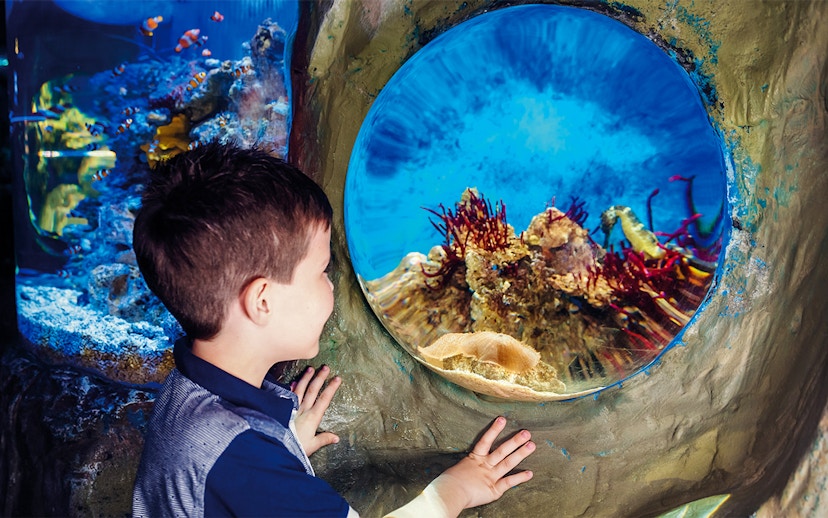 Child observing marine life through aquarium window at SEA LIFE London.