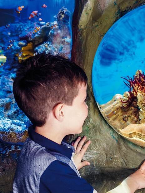 Child observing marine life through aquarium window at SEA LIFE London.