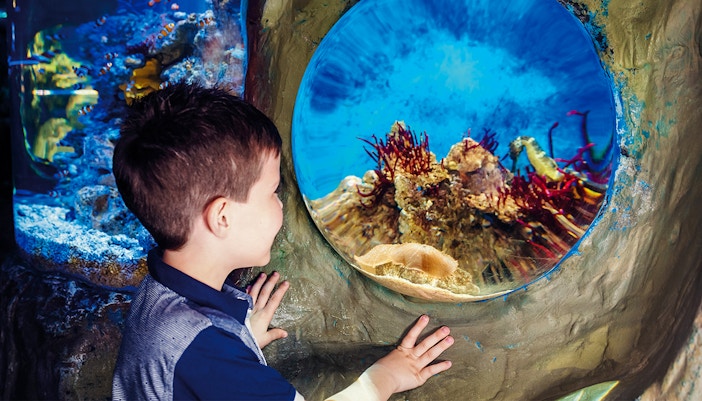 Child observing marine life through aquarium window at SEA LIFE London.
