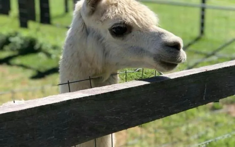 Llama behind a wooden fence on a sunny day during 1hr Premium Animal Tour, Brisbane.