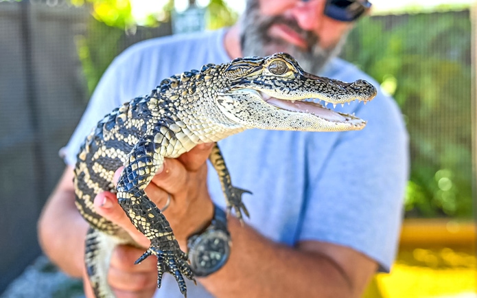 Man holding a small alligator during Everglades private airboat tour.