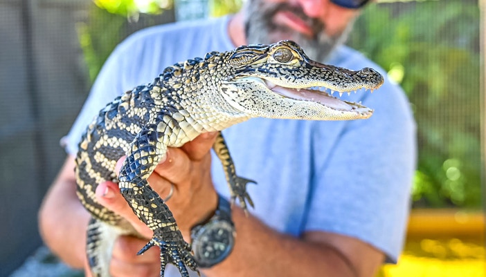 Man holding a small alligator during Everglades private airboat tour.